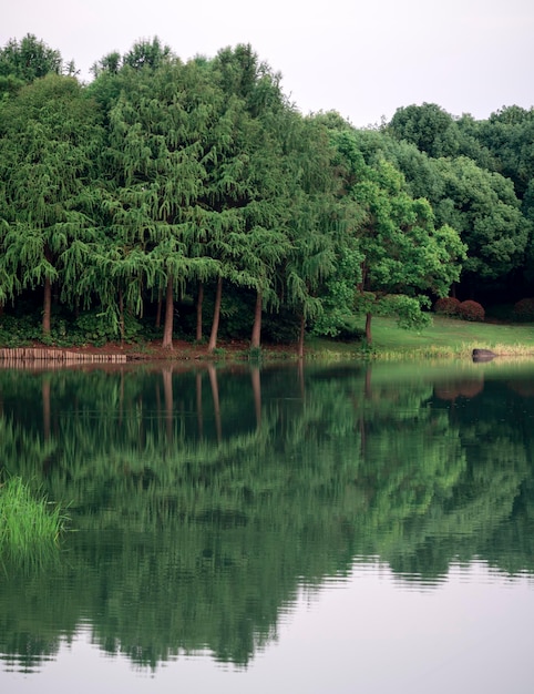 A row of tall trees by the water | The Web Univers