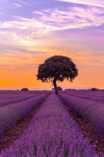 Lavender field at sunset brihuega guadalajara spain with a tree in the background | The Web Univers