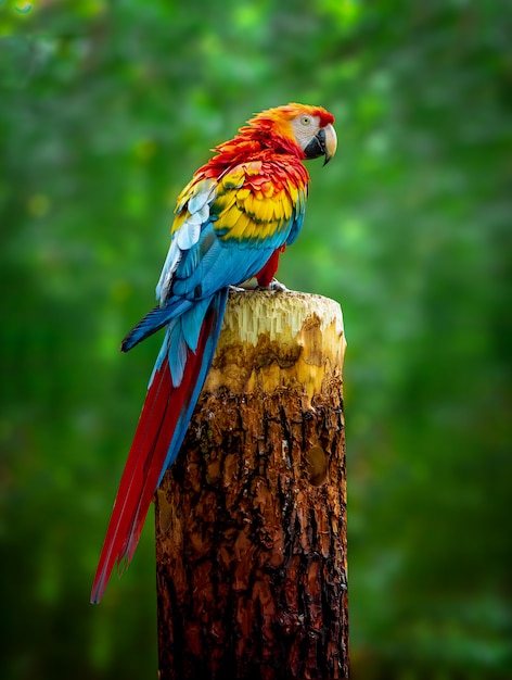 A beautiful macaw parrot is sitting on a branch | The Web Univers