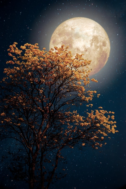 Beautiful tree yellow flower blossom with milky way star in night skies full moon - retro fantasy style artwork with vintage color tone. | The Web Univers