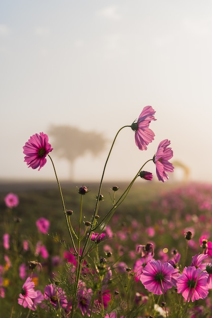 The cosmos flower of grassland | The Web Univers