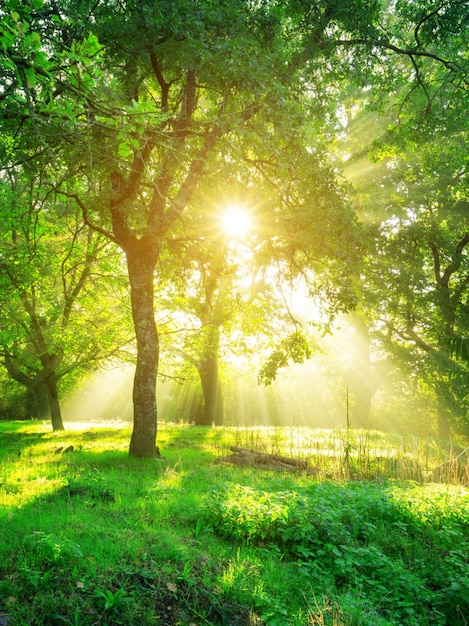 Green forest landscape at sunrise. | The Web Univers