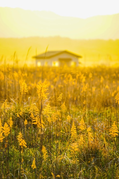 Scenic view of field against sky during sunset | The Web Univers