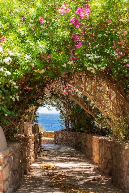 Road to the sea through a tunnel with colorful flowers in sharm el sheikh egypt | The Web Univers