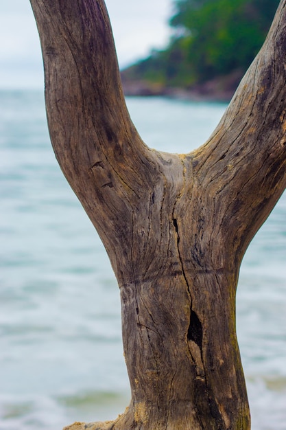 View of sea and forest through tree trunk | The Web Univers
