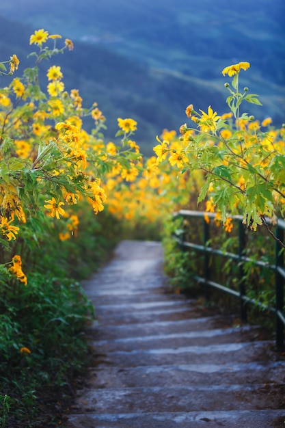 Stairway with beautiful flowers | The Web Univers