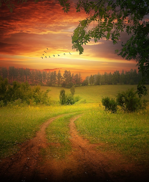 Sand road in a green field and tree | The Web Univers