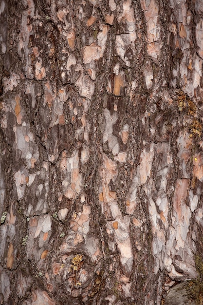 Branches of plane trees in the city park | The Web Univers
