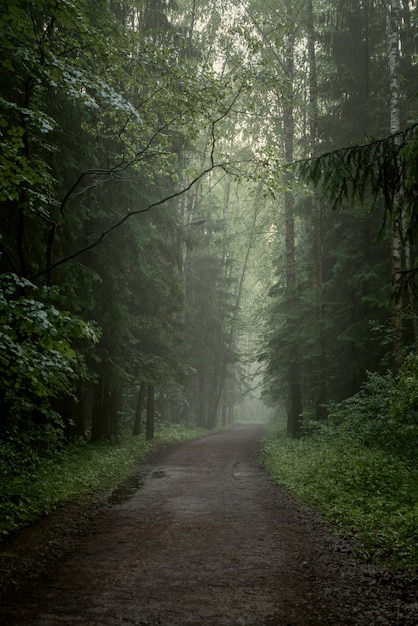 Foggy dirt road through coniferous forest, mystical landscape | The Web Univers