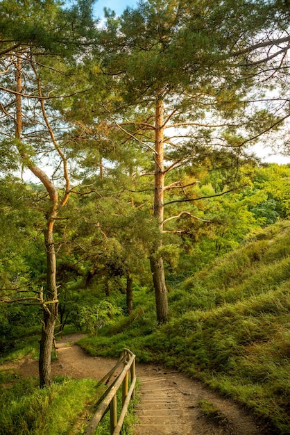 Scenic landscape of a mountain trail between beautiful pine trees | The Web Univers