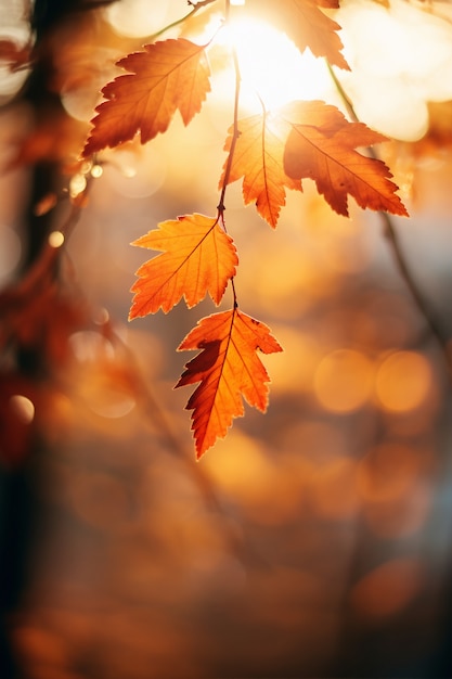 Ai generated fall leaves | The Web Univers