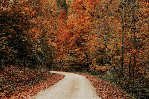 Saison de l'automne | The Web Univers