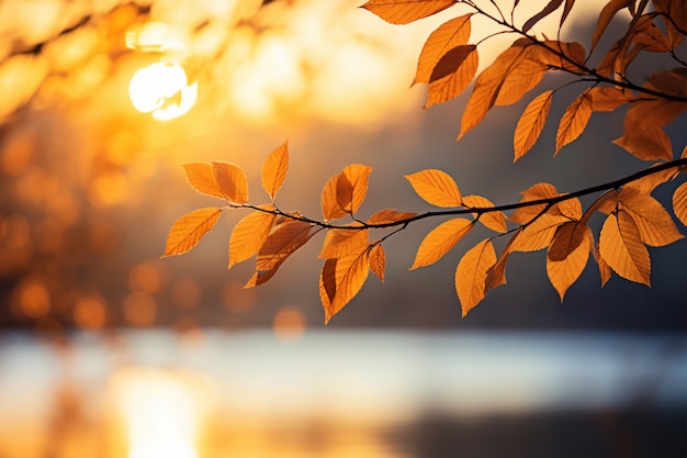 Vue des feuilles d'automne sèches | The Web Univers
