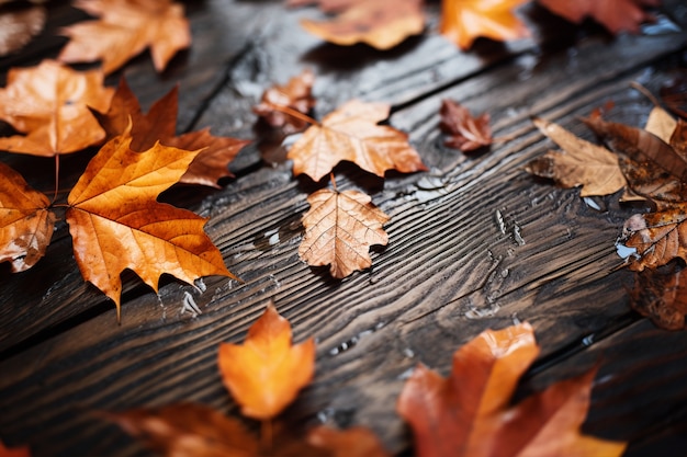Vue des feuilles d'automne sèches | The Web Univers