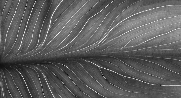 Black and white leaf | The Web Univers