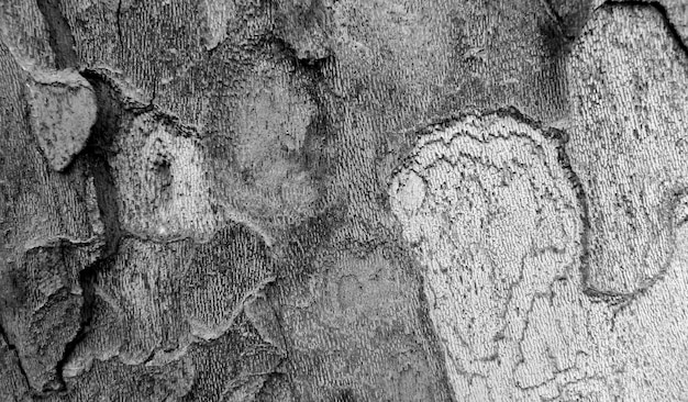 Tree bark texture in black and white | The Web Univers