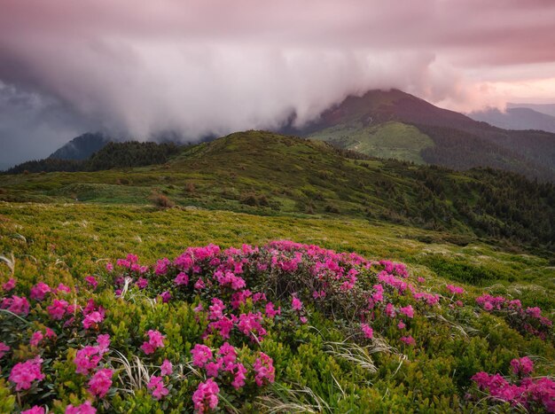 Flowes in the mountains during sunrise beautiful natural landscape in the summer time | The Web Univers