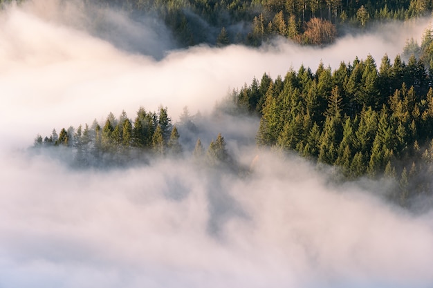 Ground fog in the valley of the black forest at sunset | The Web Univers