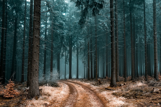 Beautiful scenery of a pathway in a forest with trees covered with frost | The Web Univers