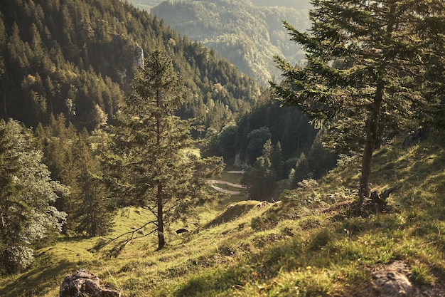 Mountain forest under blue sky and white clouds | The Web Univers