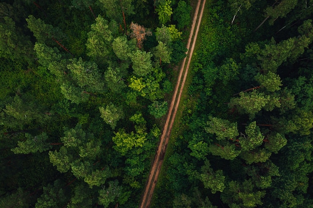 Aerial shot of a long road surrounded by trees and greens | The Web Univers