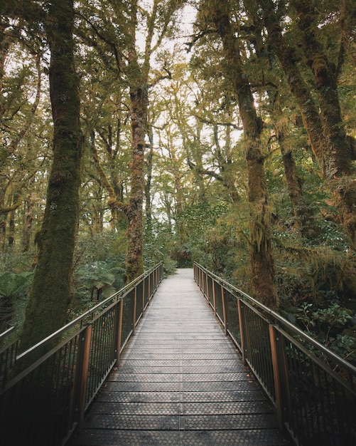 Walkway in a tropical jungle | The Web Univers
