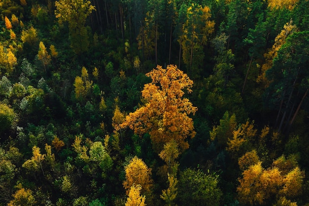 Aerial shot of beautiful autumn forest | The Web Univers