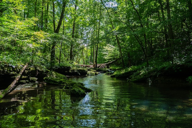 Beautiful scenery of a river surrounded by greenery in a forest | The Web Univers