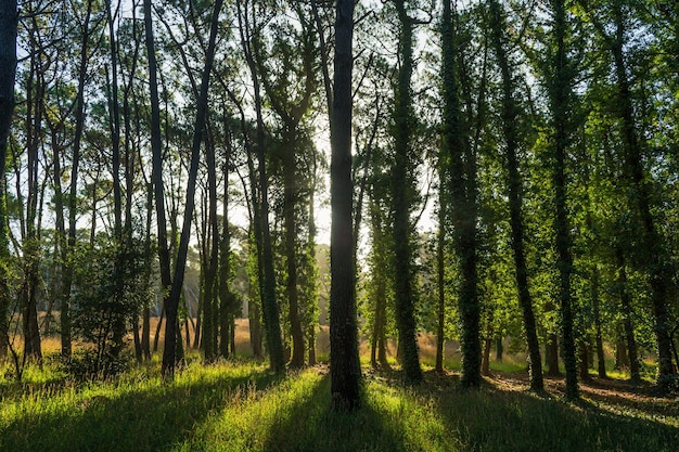 Rays of sunlight passing through the trees of a forest | The Web Univers