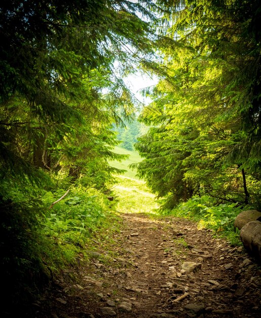 A footpath along a dirt road cut through a dense deciduous forest with trees baring their roots in the area of the carpathian mountains above lake synevyr ukraine | The Web Univers