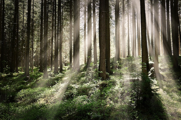 Beautiful shot of a forest with tall trees and bright sun rays shining | The Web Univers