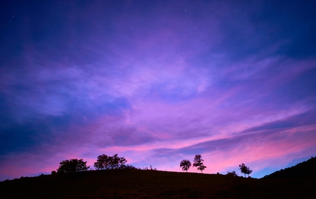 Mesmerizing view of silhouettes of trees under the sunset sky | The Web Univers