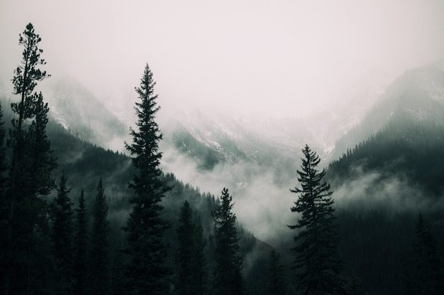 Tall trees in the forest in the mountains covered with the fog | The Web Univers