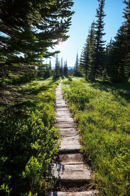 Boardwalk | The Web Univers