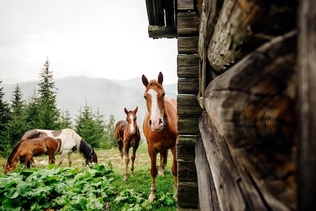 Horses in the mountains of the carpathians in ukraine | The Web Univers