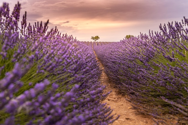 Panoramic view of french lavender field at sunset. sunset over a violet lavender field in provence | The Web Univers