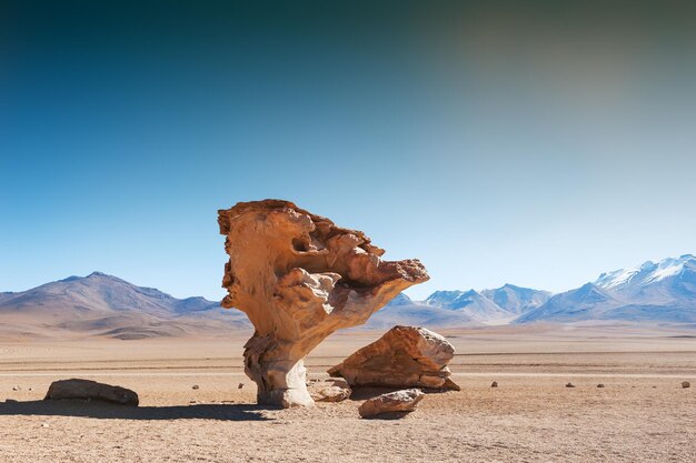 Stone tree arbol de piedra on the plateau altiplano, bolivia | The Web Univers