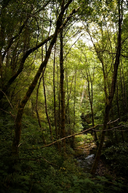 Beautiful natural landscape of forest | The Web Univers