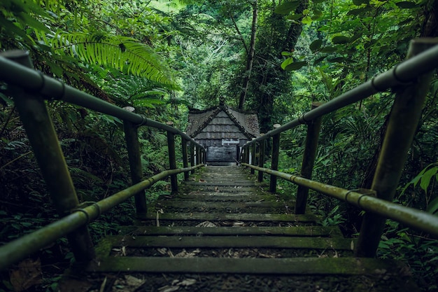 Overgrown green staircase in the forest | The Web Univers