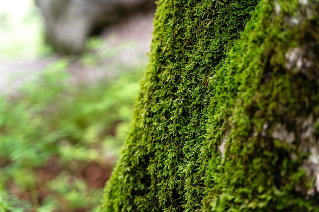 Selective shot of a mossy tree in triglav park, slovenia in the daytime | The Web Univers