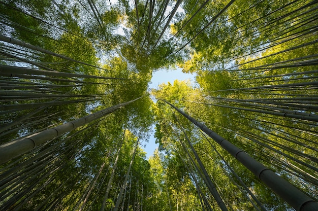 Forest with trees close up | The Web Univers