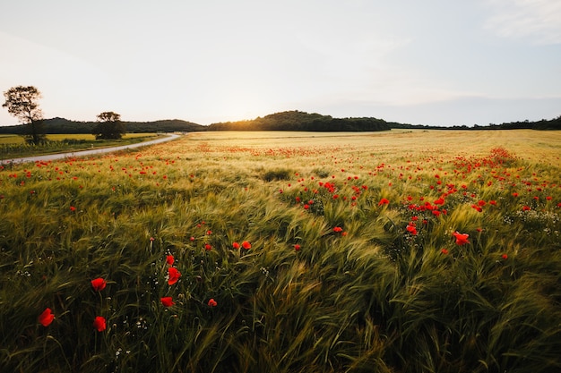 Wide poppy field on a windy day at the sunset | The Web Univers