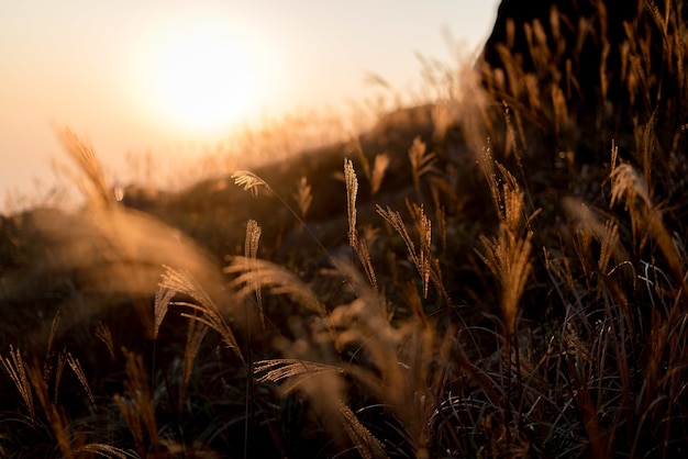 Selective focus shot of the sweetgrass branches in the hills | The Web Univers