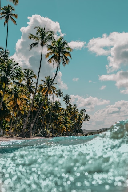Vertical shot of palm trees on sandy beach | The Web Univers