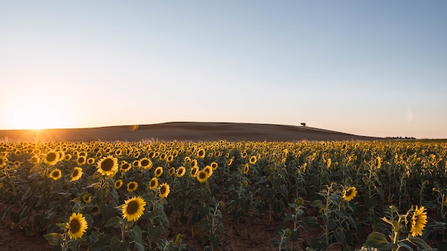 Sun shining in the field with beautiful sunflowers | The Web Univers