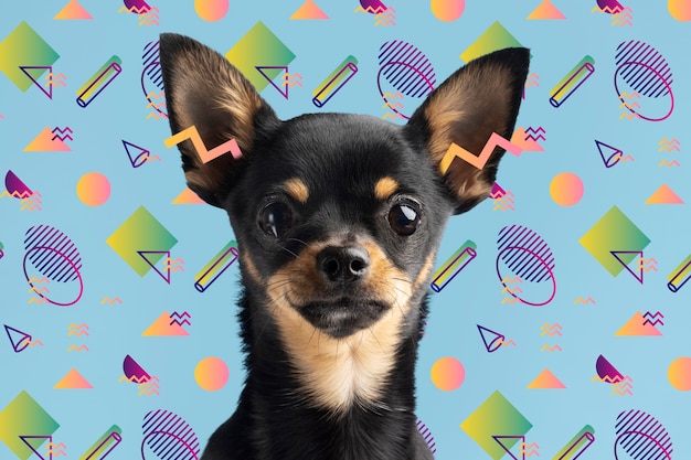 Adorable dog with abstract colorful graphic background | The Web Univers