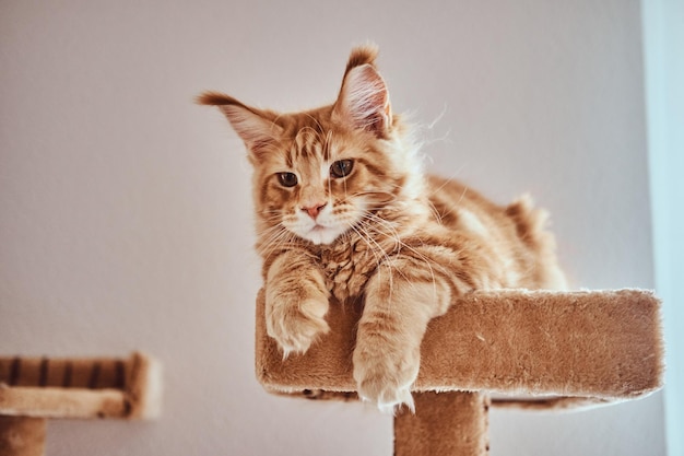 Cute ginger maine coon kitten is lying on special cat's furniture. | The Web Univers