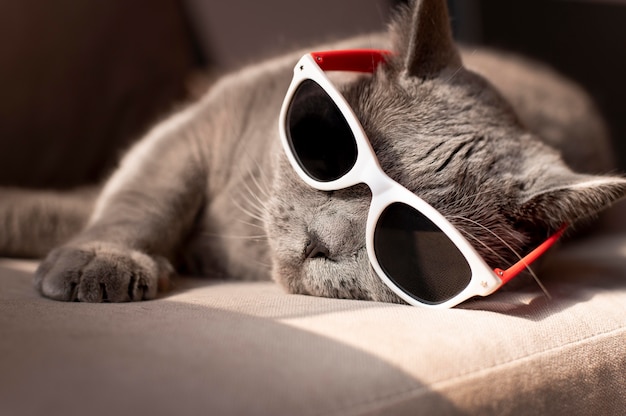 Beautiful cat portrait close up | The Web Univers