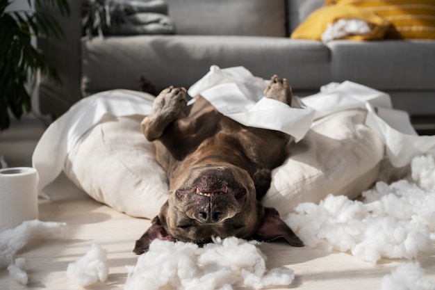Bad dog making a mess | The Web Univers