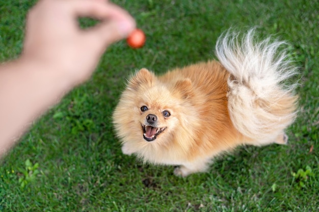 Pomeranian with brown fur | The Web Univers